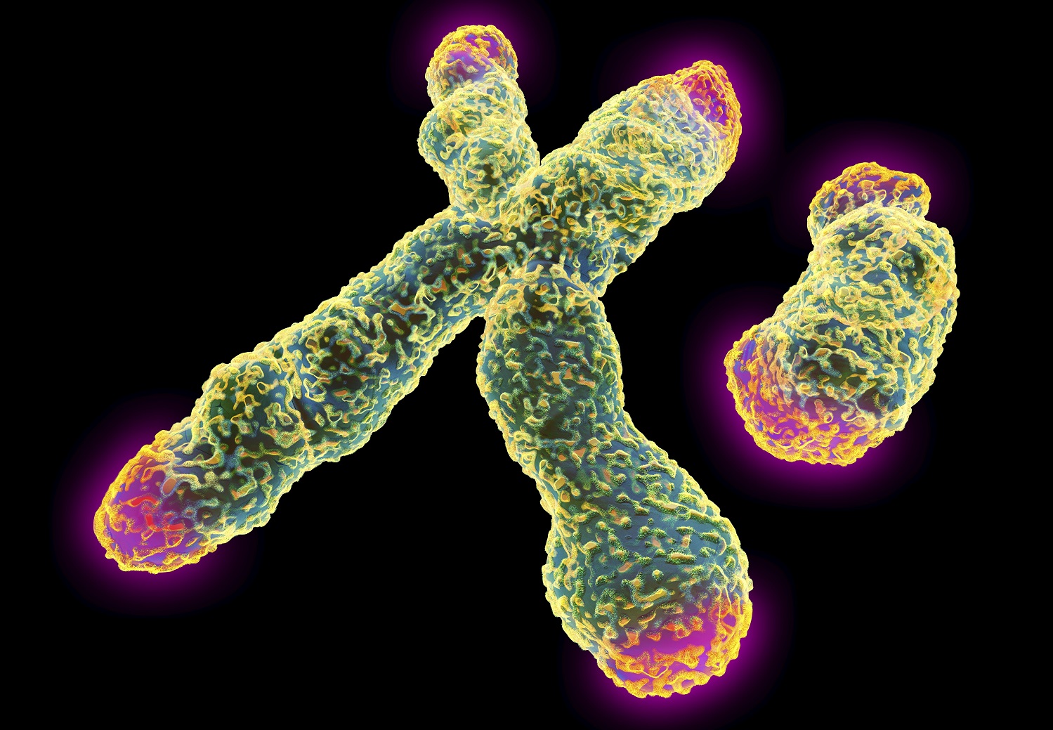 Х хромосома это мужская. Хромосомы. Х И У хромосомы. Y хромосома. Хромосомы фото.